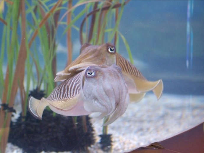 L'Aquàrium de Barcelona muestra la reproducción de las sepias