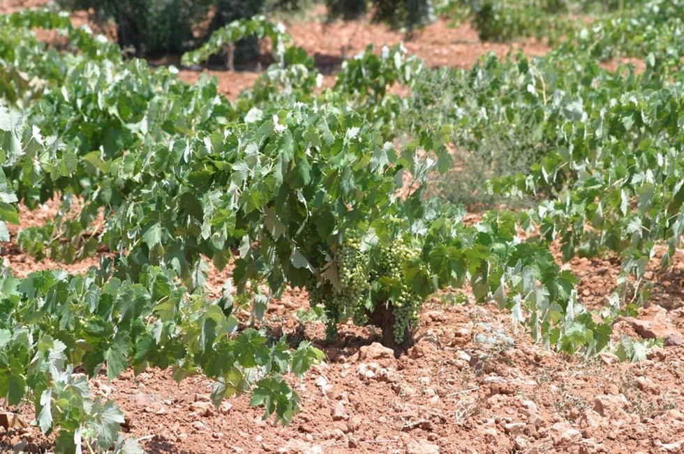 Un viñedo
