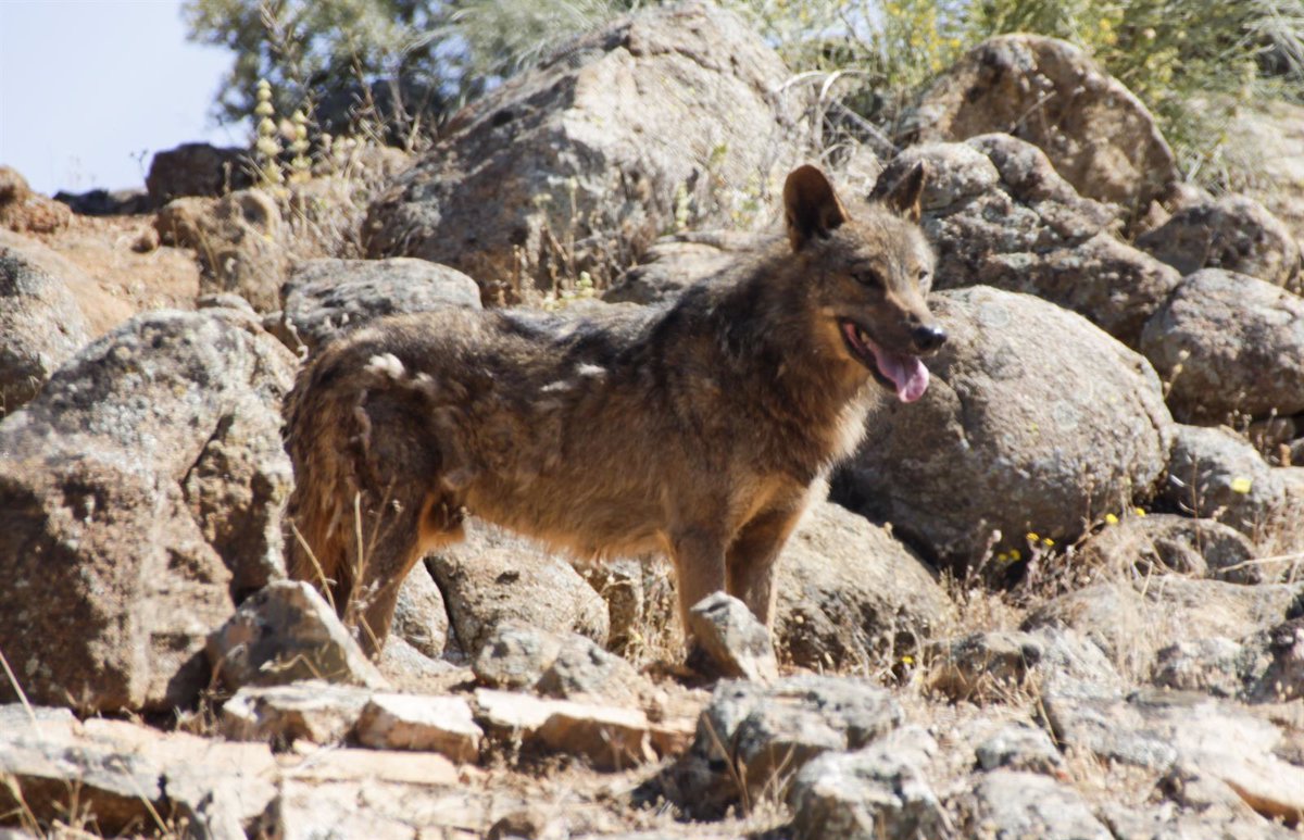 Una familia de lobos ibéricos ya se puede visitar en El Borril