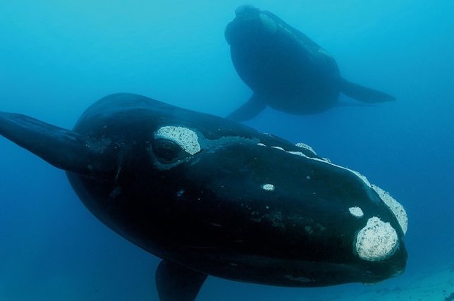 Ballena En El Mar Del Sur, En Australia