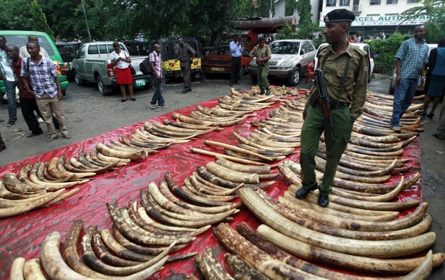 Incautados 300 colmillos de elefante en Kenia.