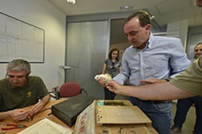 El consejero Esparza con un ejemplar de cernícalo primilla.