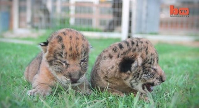 Nace el primer macho liligre