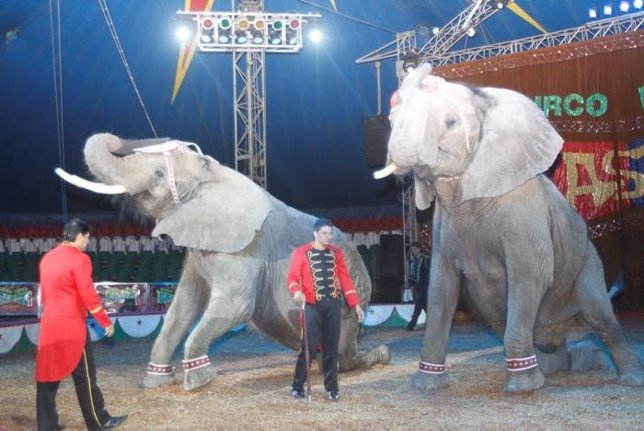 Elefantes en el circo