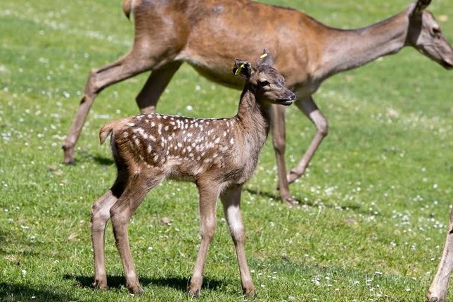 Cervatillo en la Taconera.