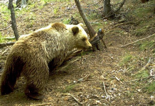 Oso pardo en el Pirineo de Catalunya