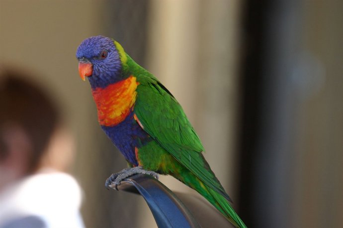Rainbow Lorikeet en un restaurante en Australia