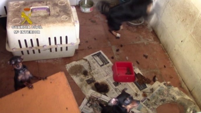 Cachorros operación telecachorro venta desmantela criadero ilegal perros