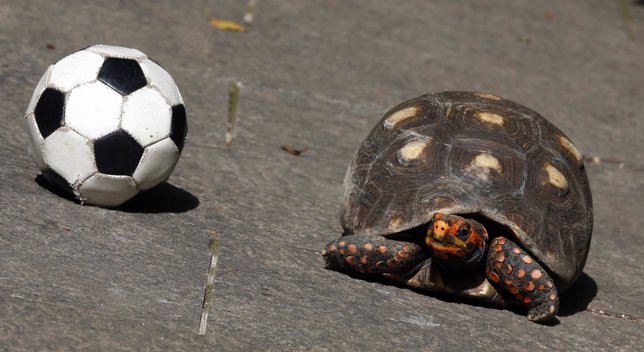 Una tortua adivinará los resultados del Mundial de Brasil