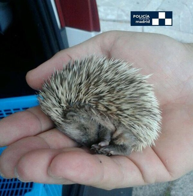 Bebé de erizo recuperado