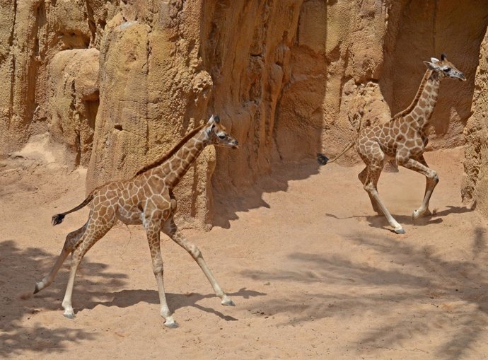 Las crías de jirafa Baringo - Triana y Sagira en la reserva de Bioparc.