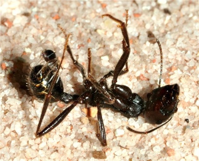 Araña devorando a una hormiga