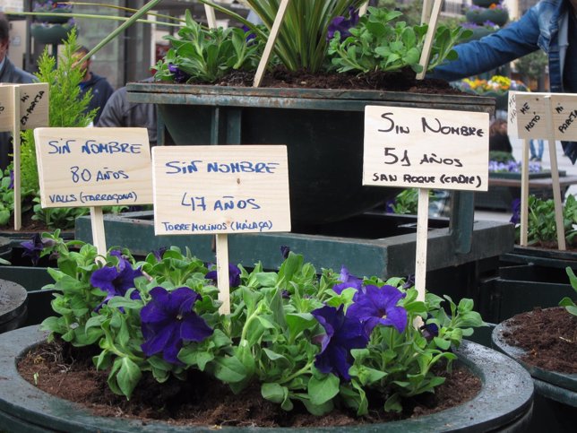 CHA ha plantado flores violetas en recuerdo a las mujeres asesinadas este año