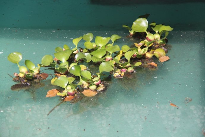 Planta invasora jacinto de agua peligrosa
