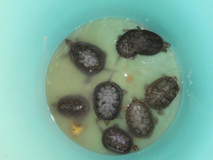 Galápagos de Doñana, en Almonte (Huelva)