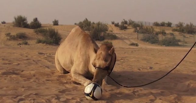 Un camello acierta los partidos del Mundial