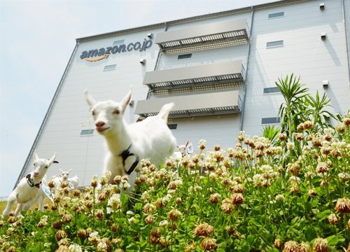 Amazon utiliza cabras para cortar el cesped de su sede de Japón