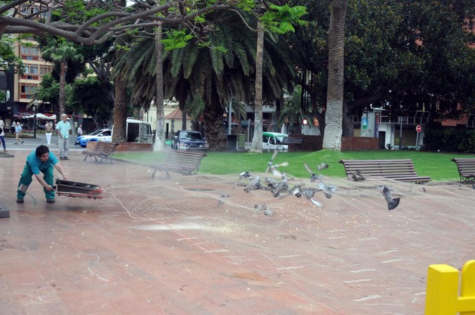 El Servicio de Control de Plagas intercepta 2.314 palomas