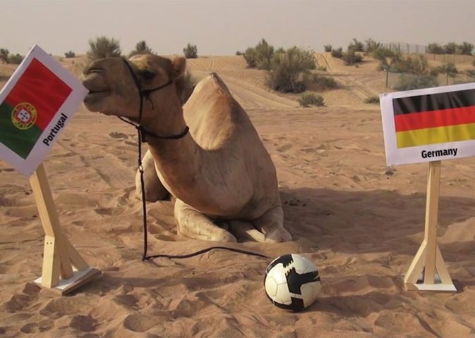 El sucesor del pulpo Paul, el camello Shaheen tropieza con sus predicciones