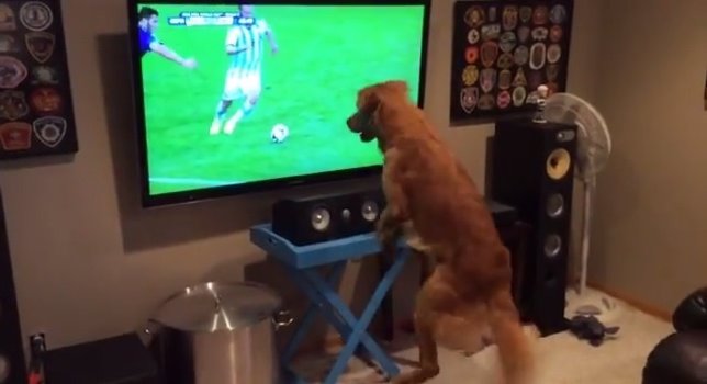 George el perro amante del Mundial de fútbol