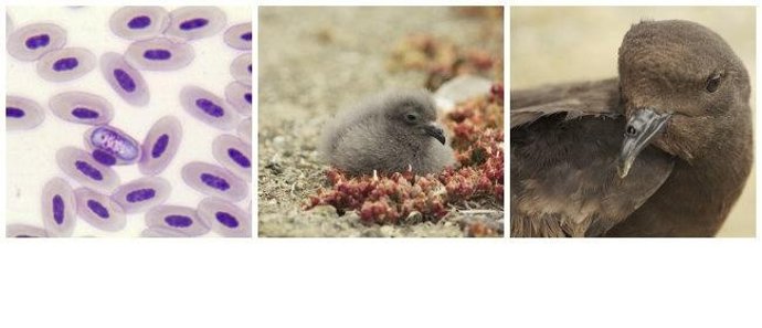 Investigadores del MNCN hallan un parásito que afecta a las aves marinas