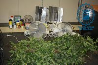 Hallan en Málaga una plantación con 45 macetas de marihuana en una caseta protegida por dos perros