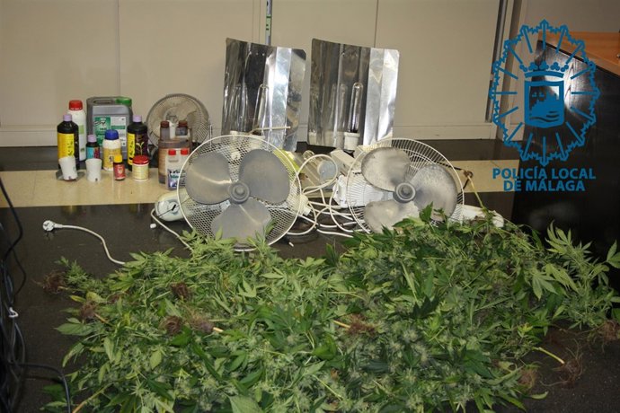 Marihuana Incautada málaga policía Local Plantación