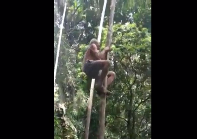 Un anciano brasileño sorprende por su habilidad para trepar árboles