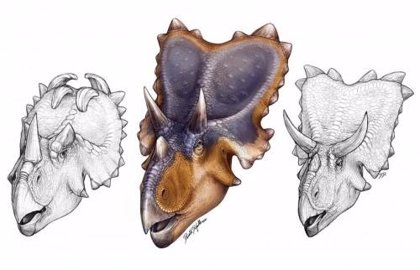 Nueva especie de dinosaurio con cuernos en aleta tras el cráneo