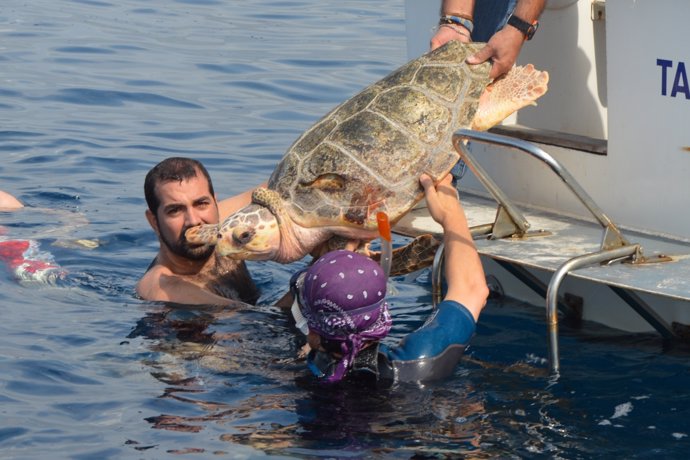 Reintroducción en el mar de una tortuga boba.