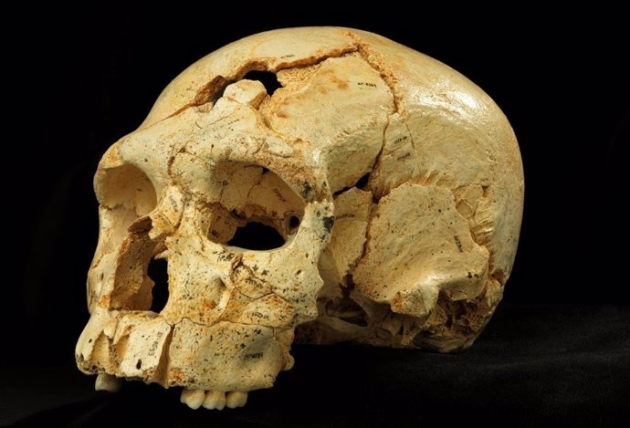 Cráneo encontrado en la Sima de los Huesos