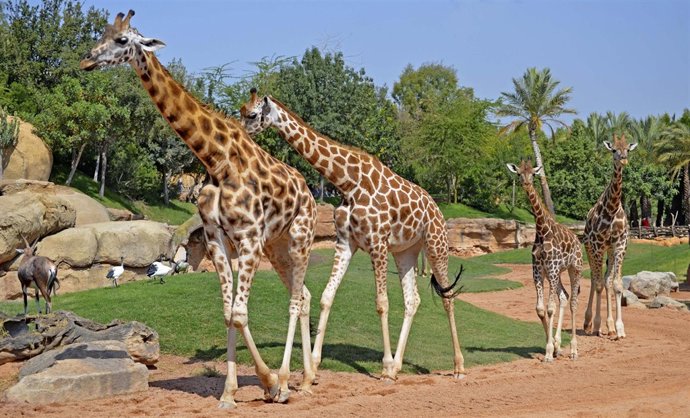 Bioparc celebra el Día de las Jirafas