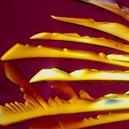 Cerveza americana al microscopio 