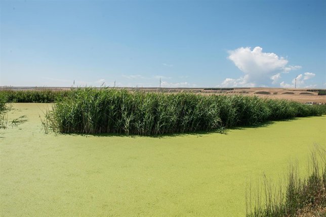 Humedal del Salobre, en Sesma.