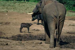 Elefante y búfalo