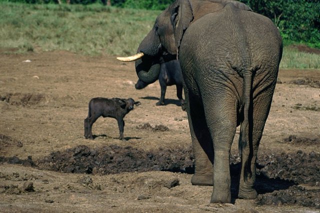 Elefante con búfalo