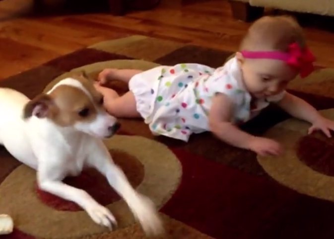 Un perro enternece Youtube al enseñar a gatear a un bebé