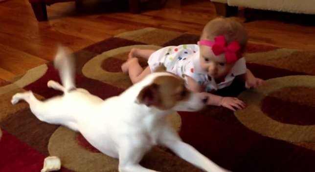 Buddy enseñando a gatear a Allie