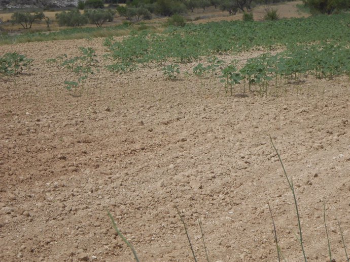Plaga de conejos por la sequía en dos comarcas de Alicante