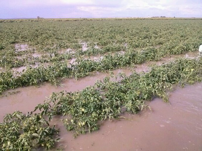 Tomates inundados