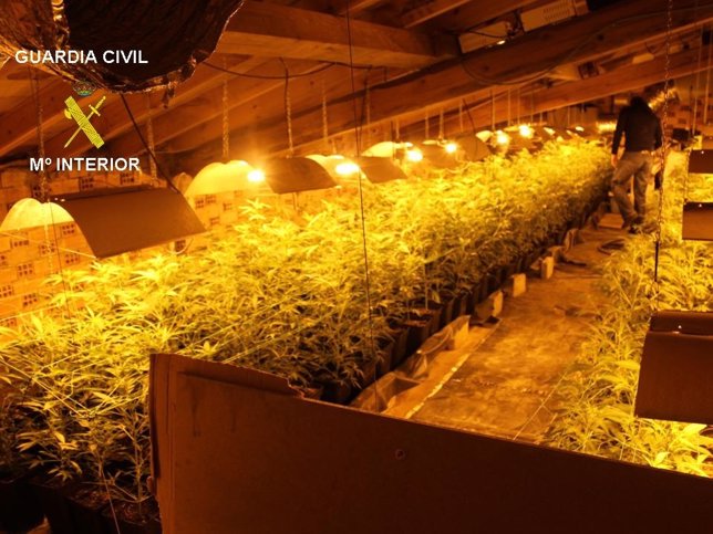 Laboratorio de cultivo de marihuana desarticulado en Castrillo (Burgos)