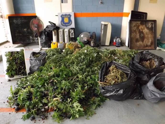 Plantas de marihuana incautadas en una nave de Rubí