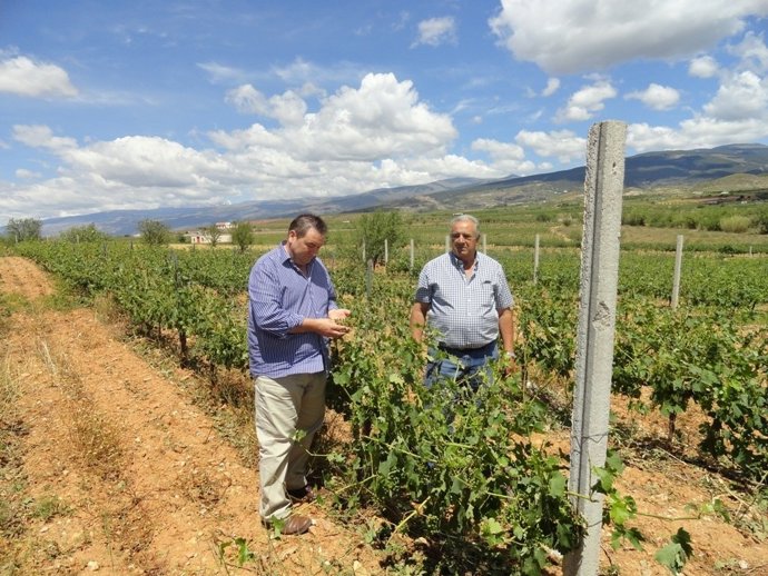 Vargas observa los viñedos dañados por el granizo en Laujar