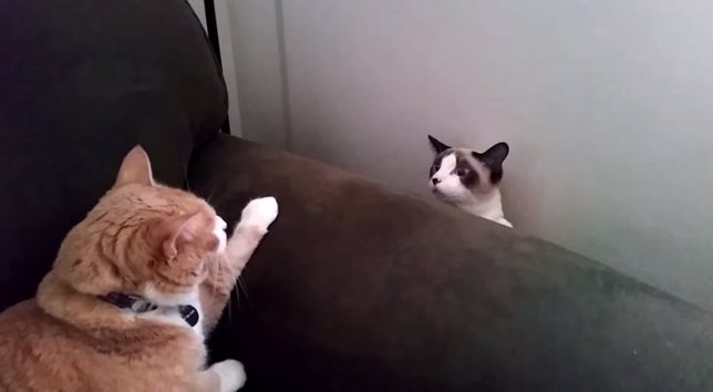 Gato conoce a gato