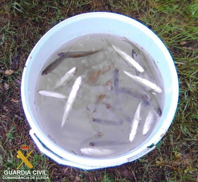 Denunciados dos pescadores por capturar una especie protegida