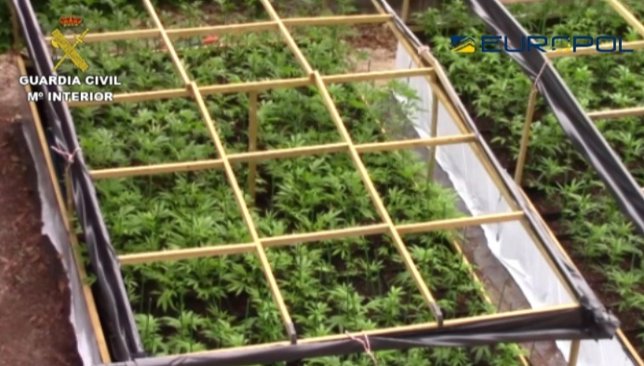 Plantación 'indoor' de producción intensiva