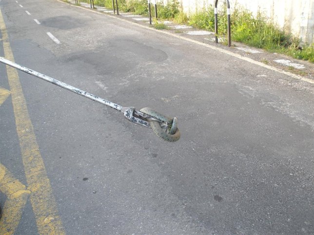 Serpiente recuperada en Vigo