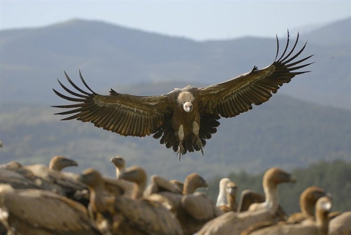 Buitre leonado (Gyps fulvus)