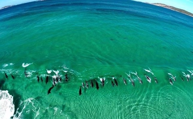 Delfines surfeando