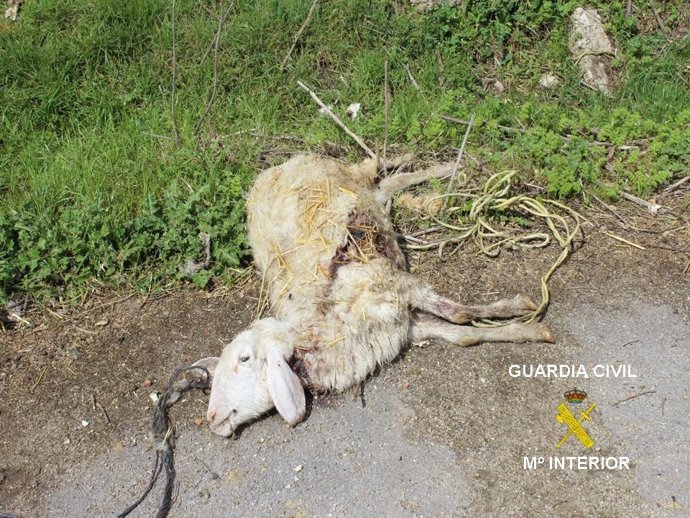 Oveja muerte propiedad del denunciado por la Guardia Civil.